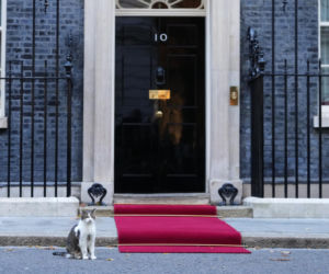 Oto Larry. Chief Mouser to the Gabinet Office