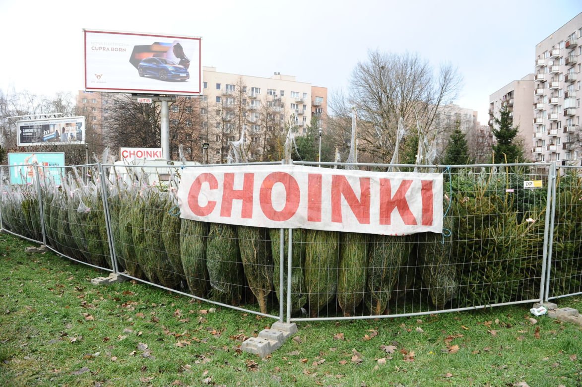 Dokąd po choinki w stolicy? Sprawdziliśmy gdzie jest najtaniej