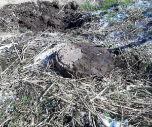 Niebezpieczne znalezisko w lesie koło Gniezna. Interweniowali saperzy 