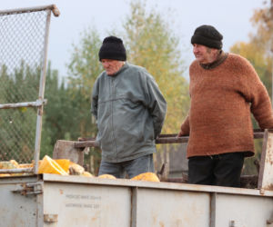 Rolnicy. Podlasie. Gienek, Andrzej i Sławek w Deniskach. Odbierają dynie