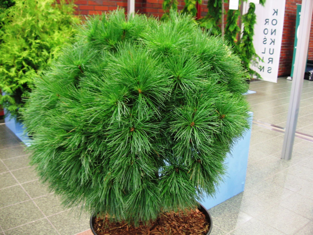 Sosna wejmutka 'Greg'
