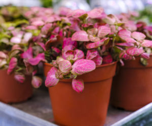 Fittonia