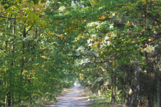 To był wypadek. Prokurator zdecydował ws. śmierci w lesie pod Kociną