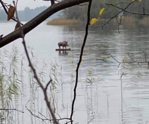   Warmińsko-mazurskie. Dzik pływał po jeziorze na desce