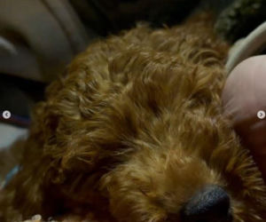 Sebastian Fabijański z pieskiem