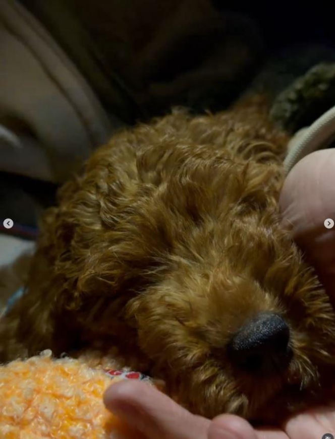 Sebastian Fabijański z pieskiem