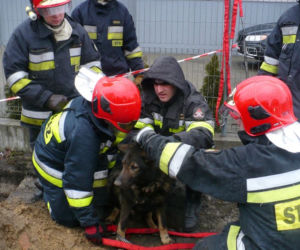 Zastęp strażaków na ratunek suni
