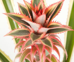 Ananas