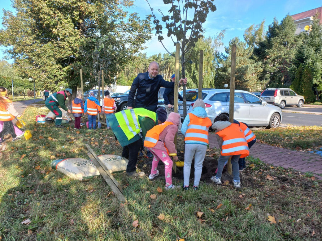 Posadzili ponad 30 drzew na Alejach Konstytucji 3 Maja w Lesznie. Wybrano trzy gatunki