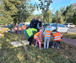 Posadzili ponad 30 drzew na Alejach Konstytucji 3 Maja w Lesznie. Wybrano trzy gatunki