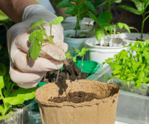 Pikowanie pomidorów