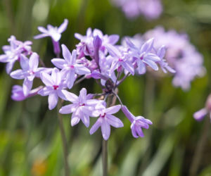 Tulbagia fioletowa