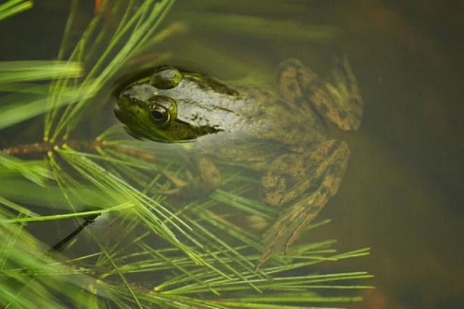 Zwierzęta w ogrodzie: sprzymierzeńcy w zwalczaniu szkodników