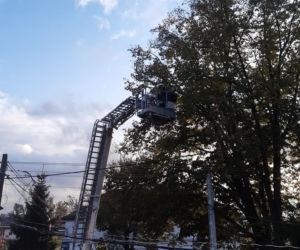 Kota z drzewa ściągał wielki podnośnik [ZDJĘCIA]