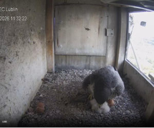 Radość w gnieździe lubelskich sokołów. Wykluły się 3 pisklaki!