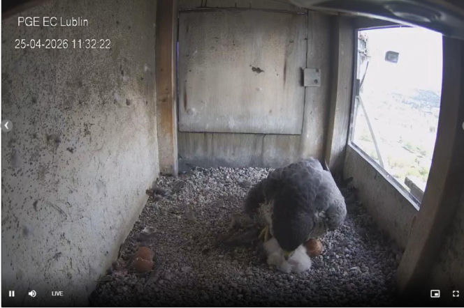 pisklaki u lubelskich sokołów