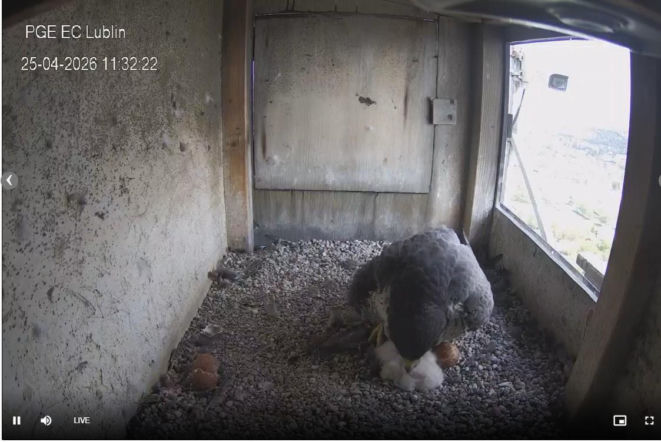 Radość w gnieździe lubelskich sokołów. Wykluły się 3 pisklaki!