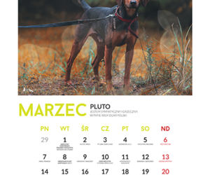 Marzec - kalendarz ze zwierzętami