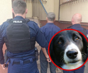 Pies zaczął bać się we własnym domu! Kamera ujawniła wszystko, padły zarzuty