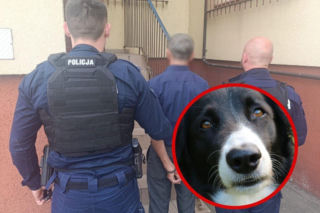 Pies zaczął bać się we własnym domu! Kamera ujawniła wszystko, padły zarzuty