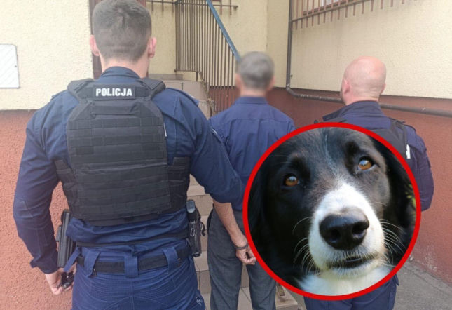 Pies zaczął bać się we własnym domu! Kamera ujawniła wszystko, padły zarzuty