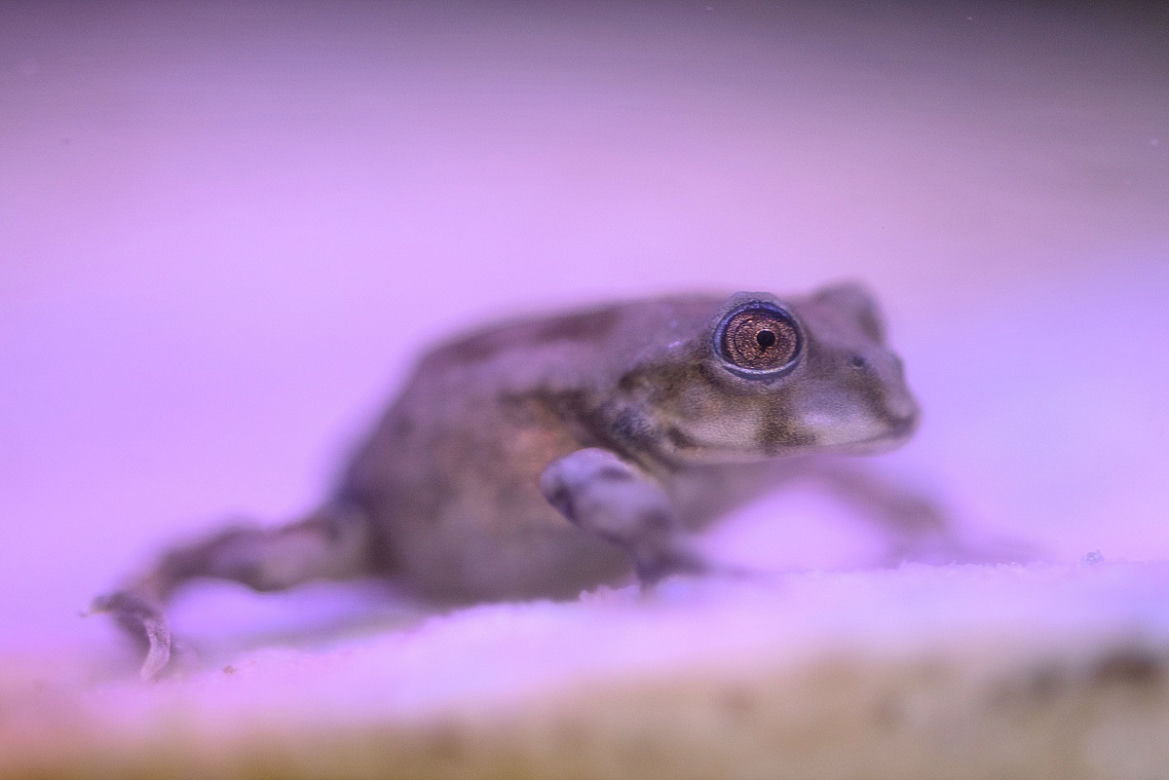 We wrocławskim zoo można oglądać żaby z Titicaca