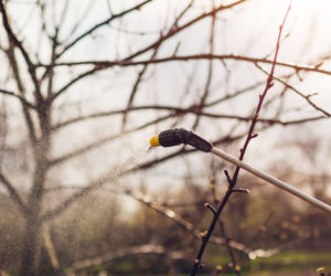 Zwalczanie chorób i szkodników roślin zimą: opryski w lutym