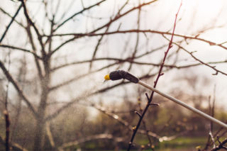 Opryski w lutym: jak skutecznie bronić rośliny przed chorobami i szkodnikami jeszcze przed wiosną