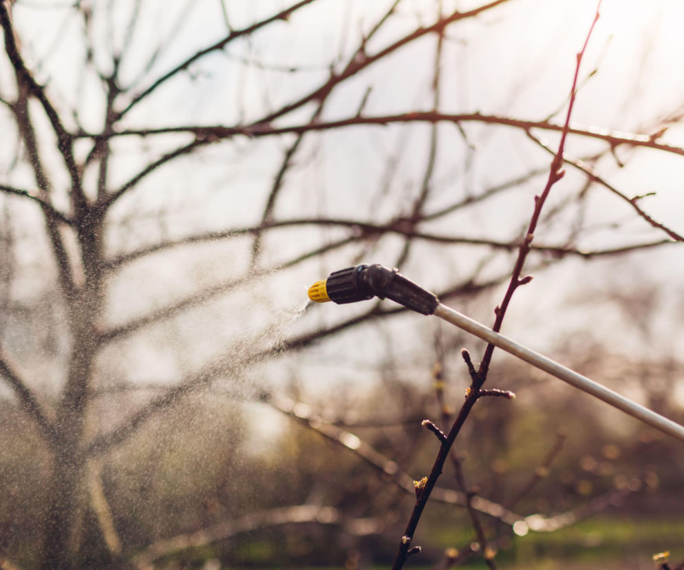 Zwalczanie chorób i szkodników roślin zimą: opryski w lutym