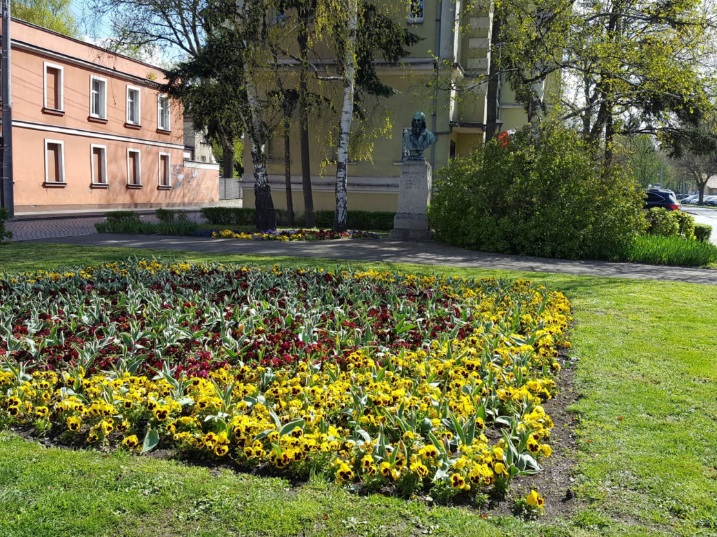 Dawno w Lesznie nie było tak kolorowo! Kwitną tulipany, bratki i stokrotki
