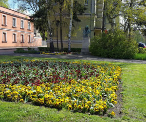 Dawno w Lesznie nie było tak kolorowo! Kwitną tulipany, bratki i stokrotki