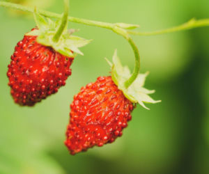 Poziomka nie rośnie? Najprawdopodobniej robisz źle jedną, ważną rzecz