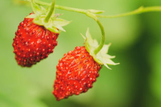 Dlaczego poziomka nie rośnie? Zobacz, jaki błąd popełniasz w uprawie