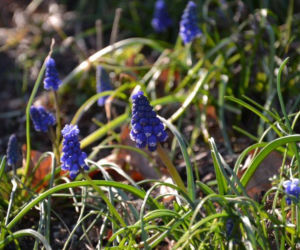 Szafirek,Muscari azureum