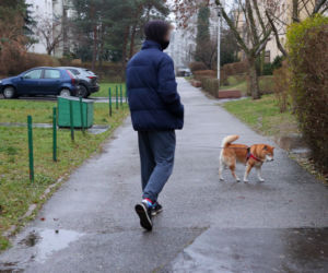 Ktoś otruł mojego psa!
