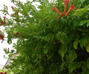 Ta roślina to znakomita alternatywa dla tui. Posadź w ogrodzie, a nie pożałujesz