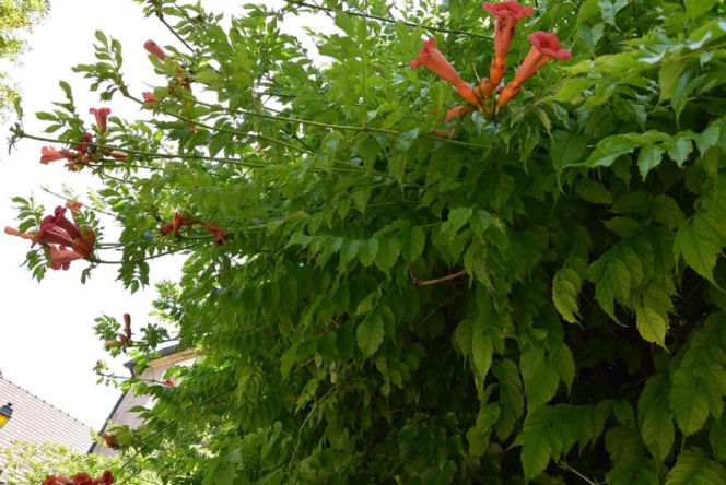 Ta roślina to znakomita alternatywa dla tui. Posadź w ogrodzie, a nie pożałujesz