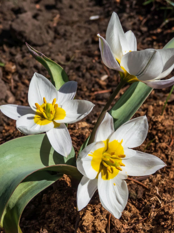 Tulipan wielobarwny