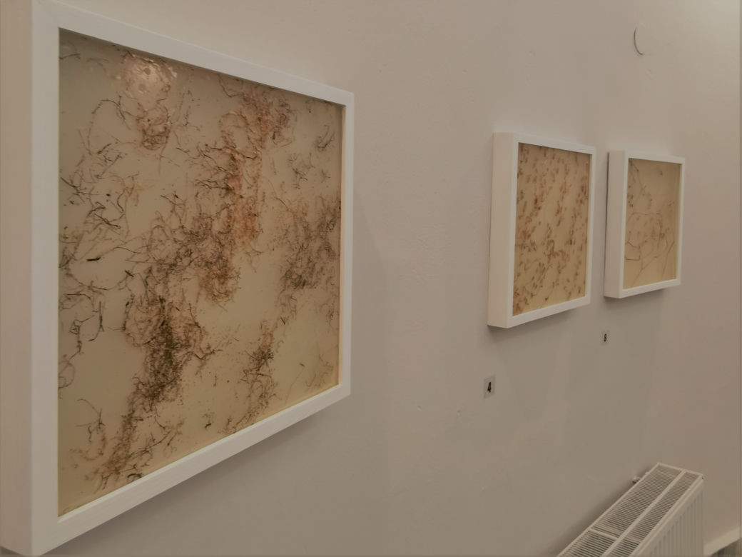 HERBARIUM Łukasza Surowca