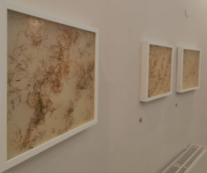 HERBARIUM Łukasza Surowca