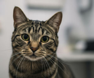 Wścieklizna w Lubelskim. Dlaczego znowu koty na celowniku władz?