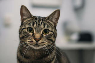 Wścieklizna w Lubelskim. Dlaczego znowu koty na celowniku władz?