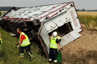Ciężarówka przewożąca świnie wpadła do rowu! Groźny wypadek na trasie S11