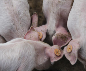 Cicha rewolucja w polskim agro. Ta hodowla uniezależni rolników od drogich pasz