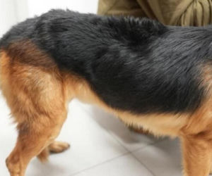 Akcja ratunkowa w likwidowanym schronisku Kocham Psisko w Mąkosach Nowych