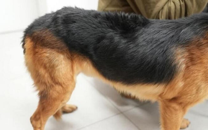 Akcja ratunkowa w likwidowanym schronisku Kocham Psisko w Mąkosach Nowych