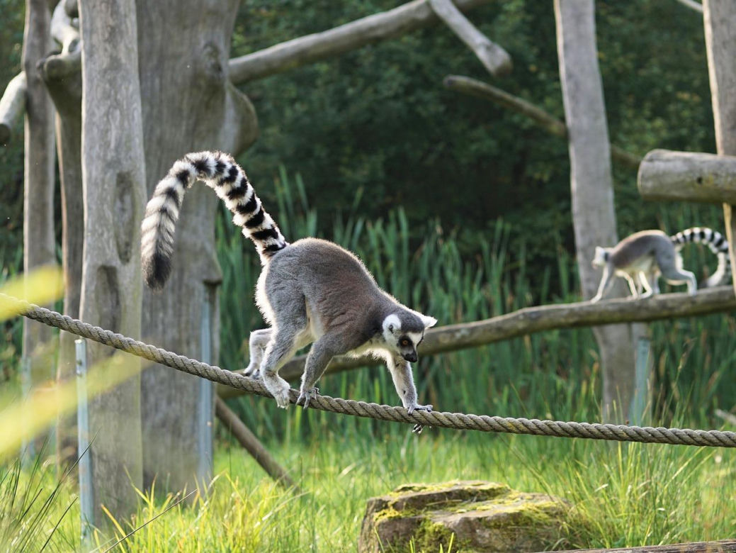 Z Wrocławia polecimy na Madagaskar. Ile kosztuje urlop w krainie lemurów i baobabów? 