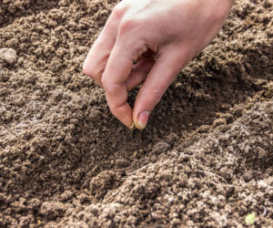 Siew, sadzenie i najważniejsze prace w marcu