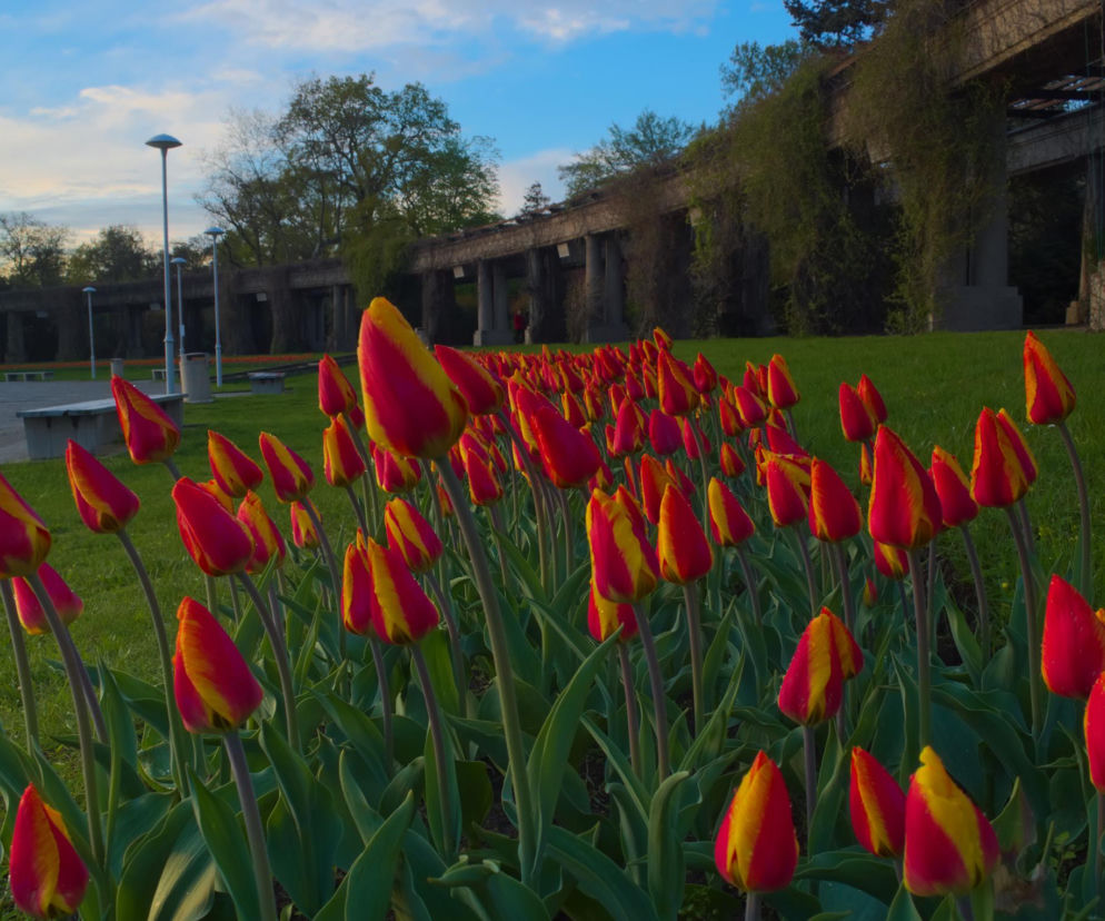 Na wrocławskiej Pergoli kwitnie mnóstwo tulipanów