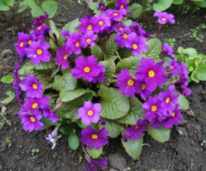 Pierwiosnki w ogrodzie – wiosenne kwiaty, które musisz mieć!